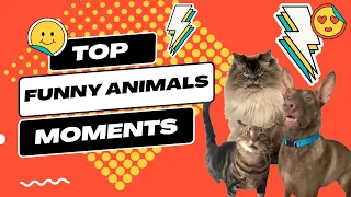Funny animals moments compilation 2023  best cute cats top dogs #2