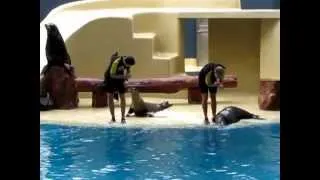 The funniest Seal show ever, Loro Park