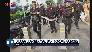 Petugas Berhasil Evakuasi Seekor Ular Sepanjang 4 Meter di Jalan Sudirman, Jakpus - BIP 06/05