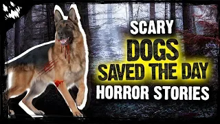 3 Dog Saved The Day Horror Stories - Scary Stories To Keep You Up At Night