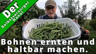 Bohnen ernten und haltbar machen