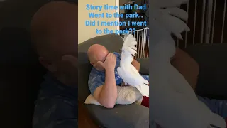 Buster the cockatoo story time with Dad. Went to the park… blah, blah, blah…