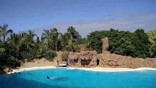 Loro Parque Tenerife (2017 mars 04)