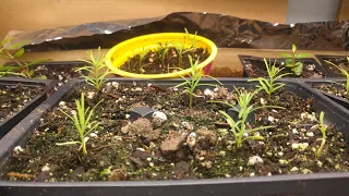 Growing Dawn Redwoods from seed like a BOSS part #1