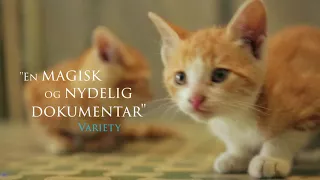 Kedi - dansk trailer