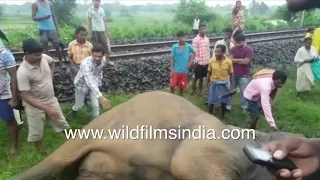 Sad hathi story: Railway train runs over baby elephant, mother elephant's carcass near railway track