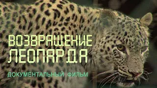 Nature of Russia. Caucasus. Anterior Asian leopard. Leopard breeding center.