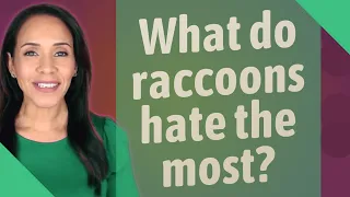 What do raccoons hate the most?