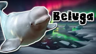 La impactante vida de las belugas: el documental que te dejará sin aliento