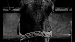 "Туринская лошадь" 2011 г. Биография режиссера Бела Тарра и символика фильма.