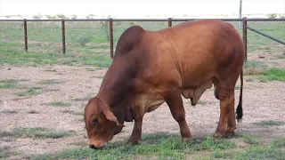 LOT 74 Big Country 24