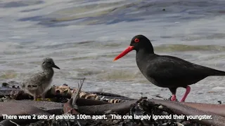 Birding in the Overberg.  Danger Point