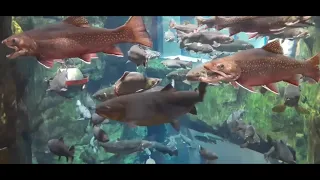 Great Lakes Aquarium (Duluth, MN) - 2023-12-10