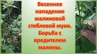 Весенняя обработка малины от вредителей. Стеблевая малиновая муха. Опрыскивание малины от вредителей