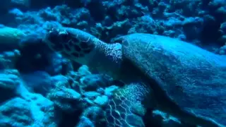 Таке дивовижне Чорне море. Навчальне відео для дітей