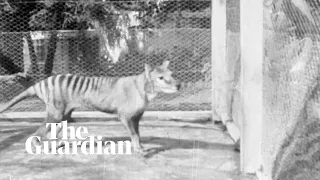 Tasmanian tiger: newly released footage captures last-known vision of thylacine