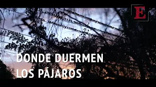 DONDE DUERMEN LOS PÁJAROS de Alejandro Alatorre 🐦