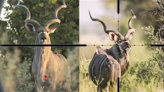 Shot placement - Kudu