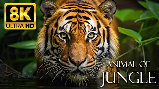 Animals Of Jungle 8K ULTRA HD - Life Of Animals In Tropical Forest | Wildlife Film