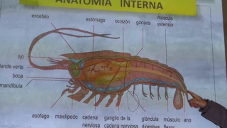 Clase crustacea