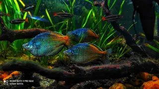 Boeseman Rainbow Fish Tank #UDFishroom