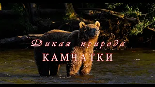 Дикая природа Камчатки