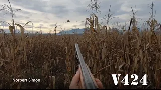 Pheasant Hunting In Romania (Fazani Si Rate), with Norbert Simon V424