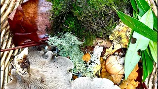 What’s in my basket? Forest Foraging with Scott Riddle.