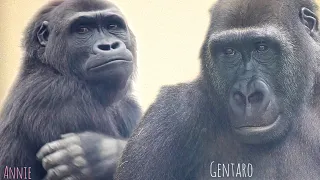 Gorilla Youngsters Who Cannot Meet Forever | Gentaro♂ & Annie♀