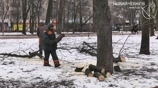 Санітарна обрізка дерев у парках та скверах Чернігова