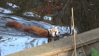 Red Panda goes for a swim @vogelparkavifauna7156