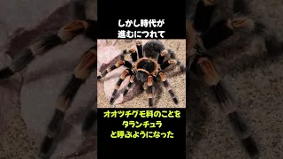 伝説のクモ「タランチュラ」の雑学 #動物 #生き物 #shorts #雑学 #豆知識 #おもしろい #昆虫