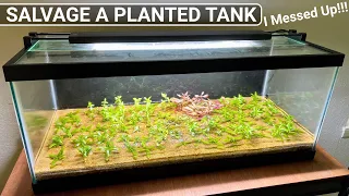 How to SAVE Melting Aquarium Plants and Get Rid of Algae!!!