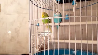 These two budgies can dance