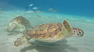 Playa Piskado beach 🏝️