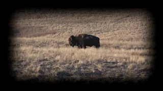 Bison Buffalo Hunting South Dakota 338