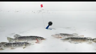 В этом озере много щуки  Атака на живца  Подводное видео  Рыбалка на жерлицы. Рыбалка на Щуку.