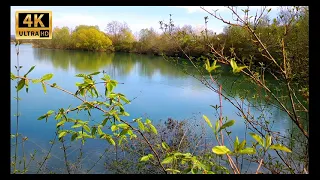 4K video. Sounds of nature. Birds singing by the lake. White noise. Relax.