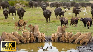 4K African Wildlife: Ngorongoro National Park, Tanzania - Scenic Wildlife Film With Calming Music