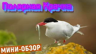 Воркута | Полярная крачка / Маленькая чайка | Мини-обзор | 2023