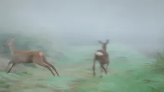 Sarny na śniadaniu🦌🌼