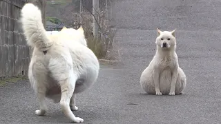 (감동실화) 모두가 임신인 줄 알았던 떠돌이 백구의 뱃속엔 사실…ㅣ(True Story)Story Of Stray Dog Everyone Thought Was Pregnant...