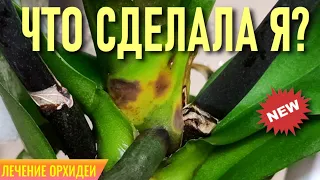 ХЛОРОФИЛЛИПТ (ЭВКАЛИПТ) ДЛЯ ЛЕЧЕНИЯ ОРХИДЕЙ! СПОРИМ, ВЫ ЕЩЁ НИКОГДА НЕ ИСПОЛЬЗОВАЛИ ЭТО ДЛЯ ОРХИДЕЙ?