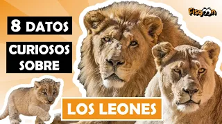 Datos Curiosos Sobre Los LEONES