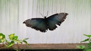 Бабочки Морфо Пелеида, цветение азалий, магнолий и сакуры / Butterfly Morpho peleides