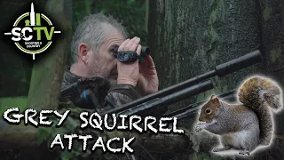 S&C TV | Air rifle hunting 10 | grey squirrel clear up!