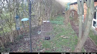 Great tit 2024 03 17 15 27 08 VD 00013