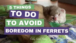 Top 5 Things To Do To Avoid Boredom in Ferrets // Tips & Tricks