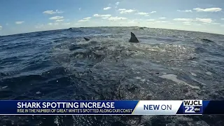 1200 lbs Shark off Hilton Head