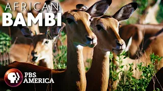 African Bambi FULL SPECIAL | PBS America